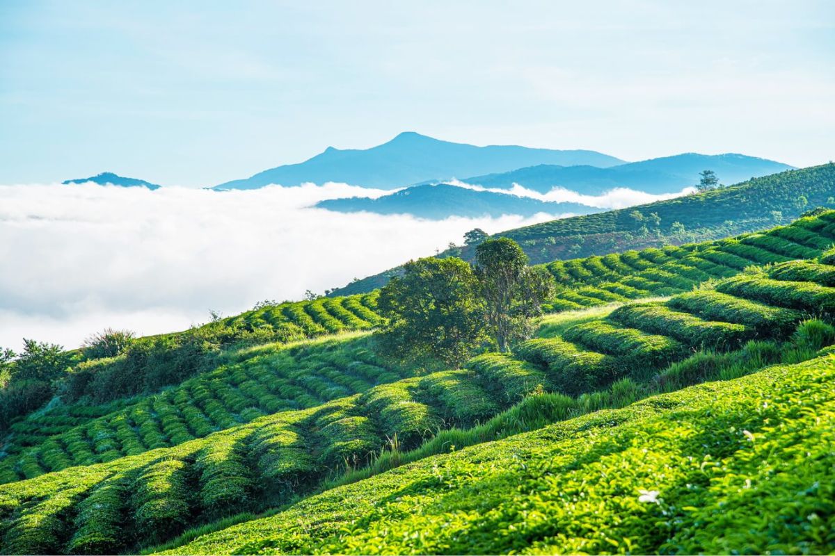 Colline de thé de Tam Chau – Ein wunderschönes Bild der Natur 