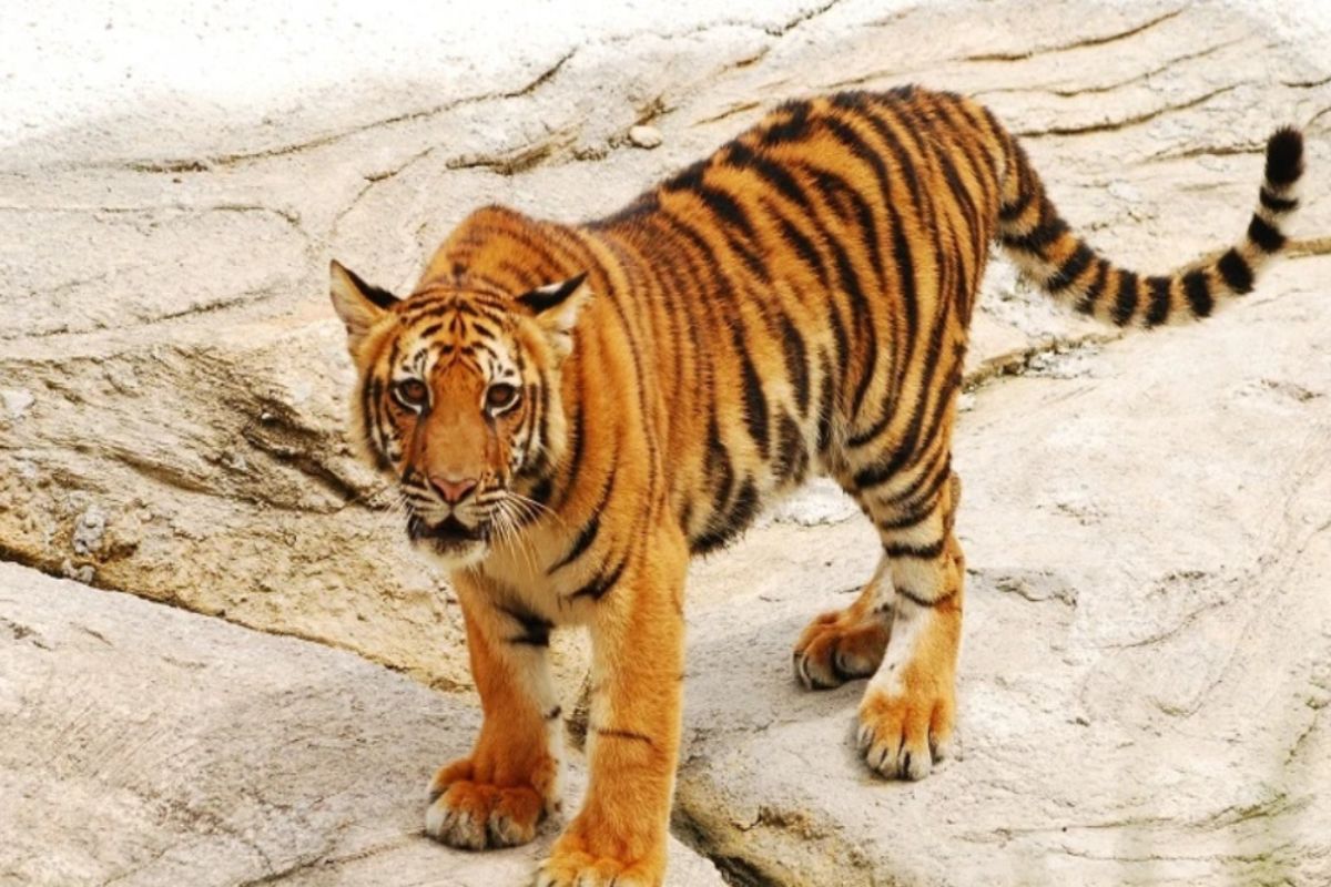 Die wilde Natur – der Indochinesische Tiger im Nationalpark Chu Mom Ray