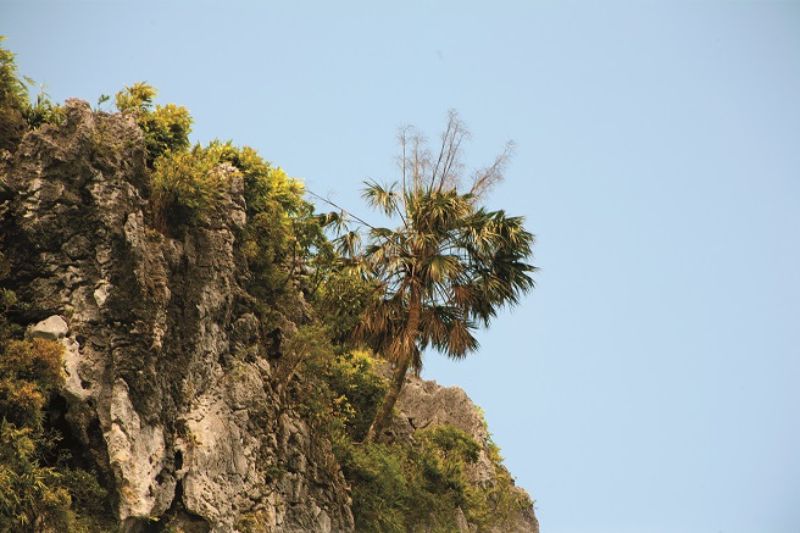 Die Palme in der Bucht von Ha Long