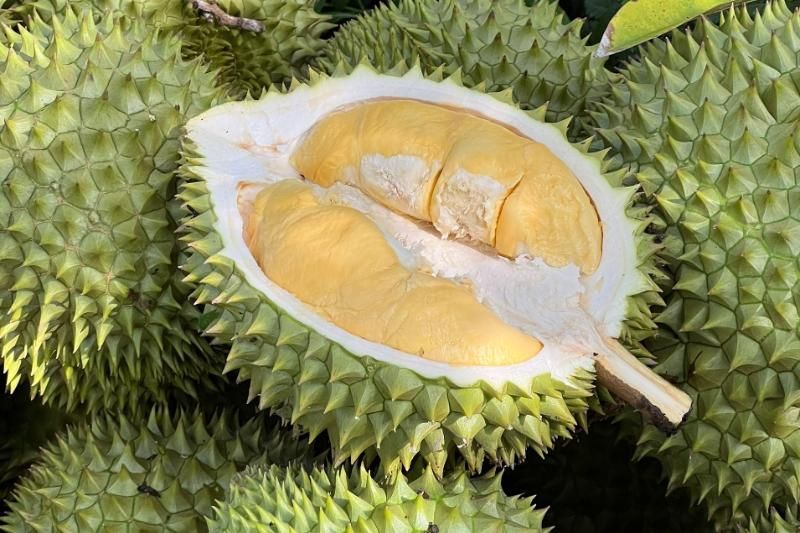 durian est toujours dans la liste des fruits exotiques du vietnam (1)