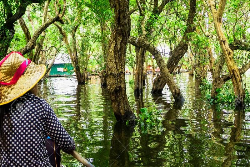 forêt de mangroves inondées sur le tonlé sap (1)