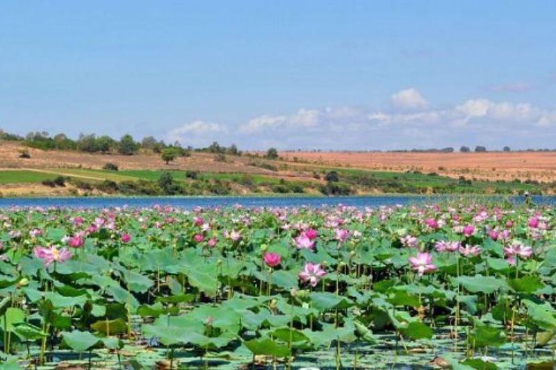 lac de lotus de bau trang à phan thiet