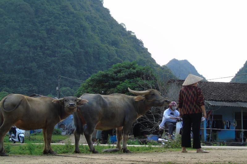 die friedliche landschaft auf dem land in cao bang