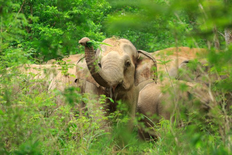 ein elefant in kambodscha