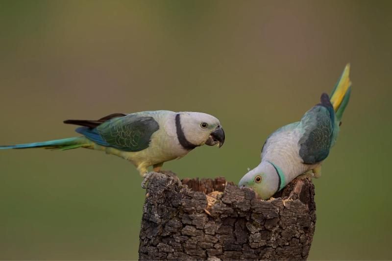 psittacula columboides - eine seltene art in cat tien