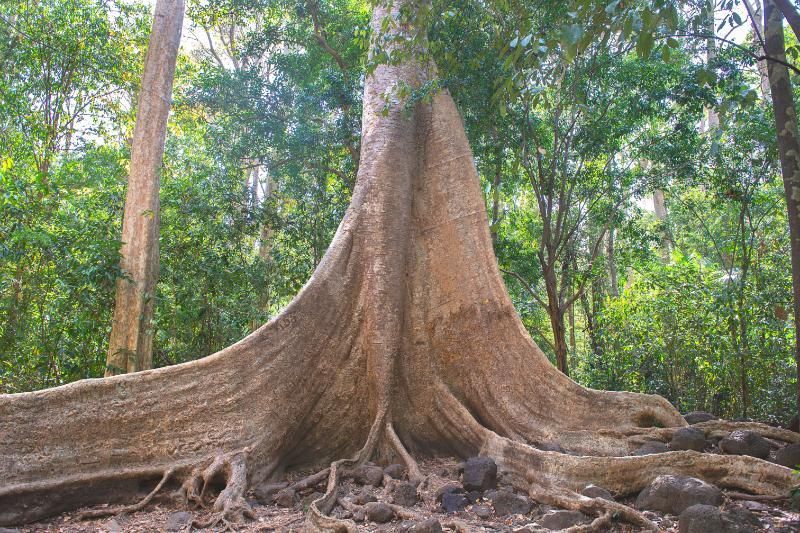 riesiger tung-baum in cat tien