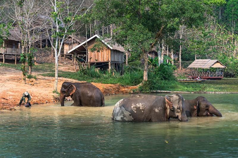 an der seite von elefanten im elephant valley project spazieren gehen