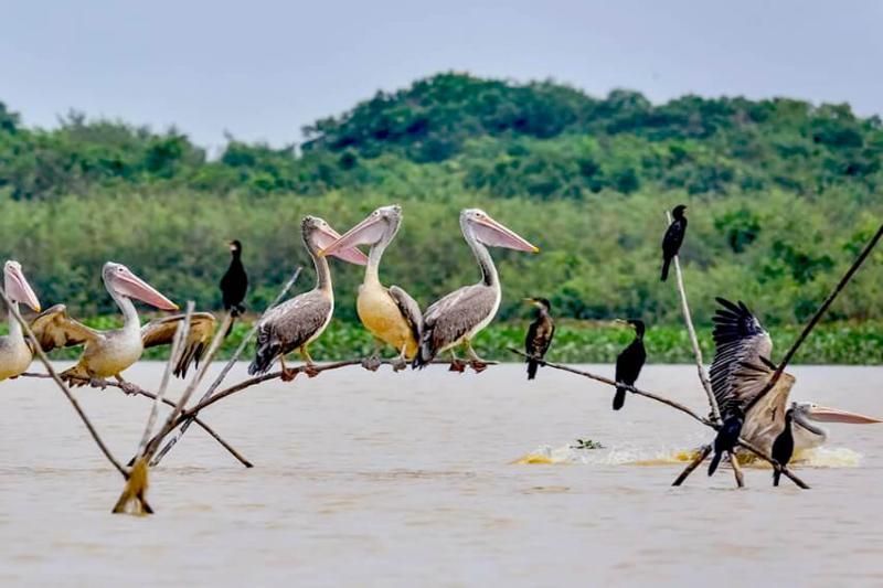 beobachten sie seltene vögel im prek toal vogelschutzgebiet