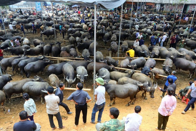 büffelmarkt nordvietnam -  außergewöhnliche Aktivitäten in vietnam