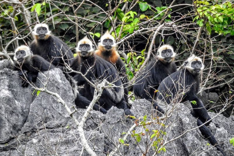 cat ba langur