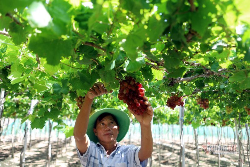 pflücken der gründe in phan rang