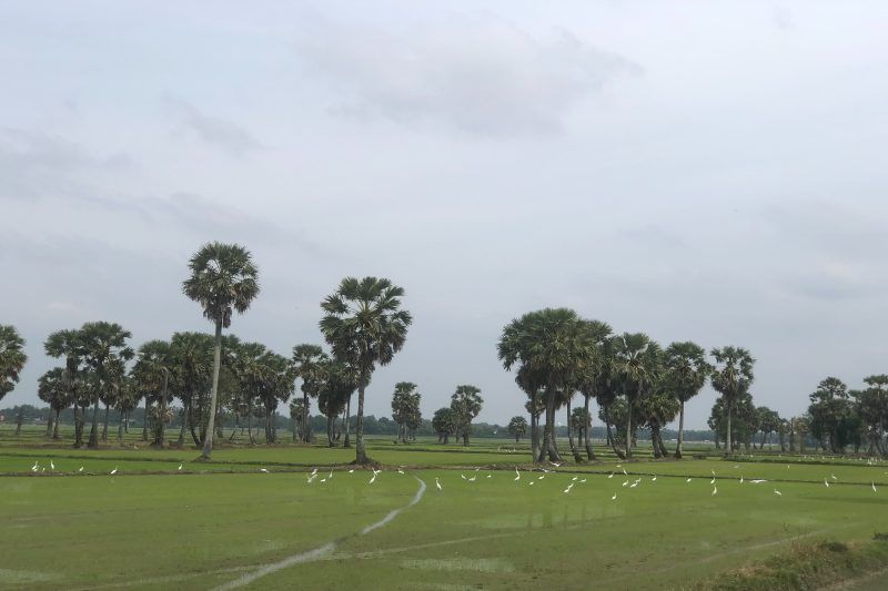 erkundung der zuckerpalmen um tri ton, chau doc