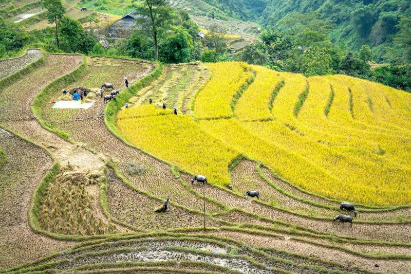 mu cang chai