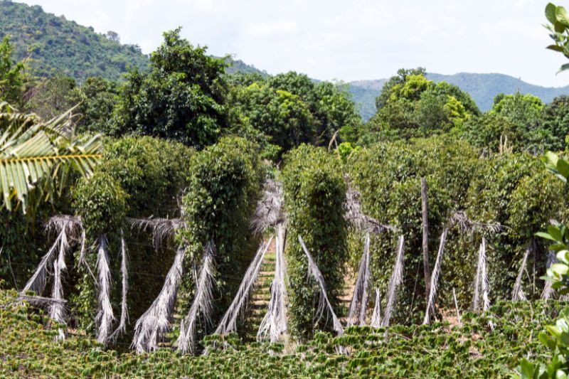 pfefferplantage in kampot