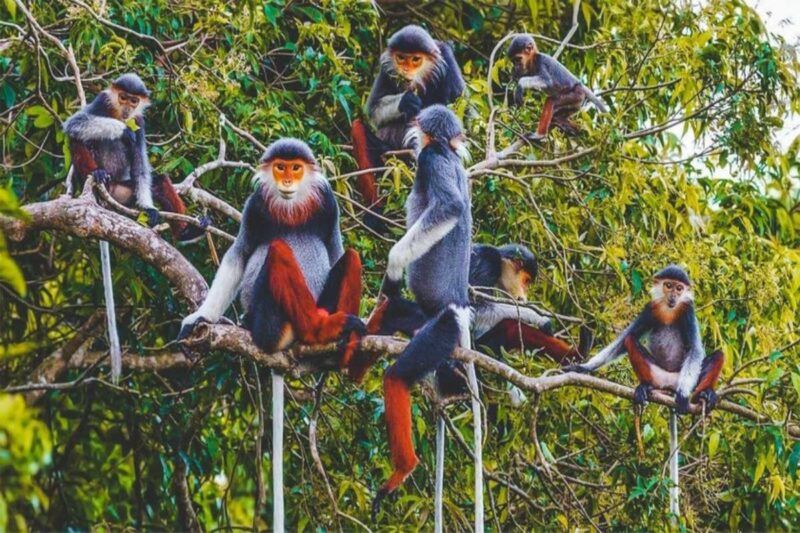 besuch des cuc phuong nationalparks
