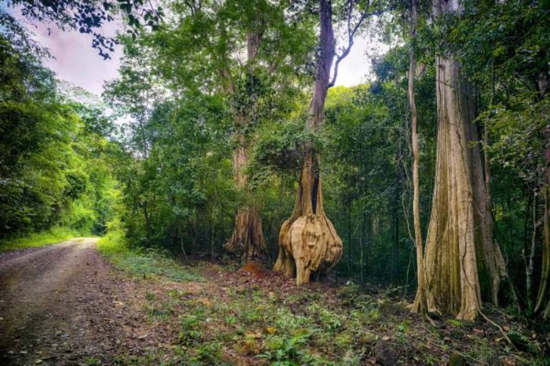 der nam cat tien nationalpark
