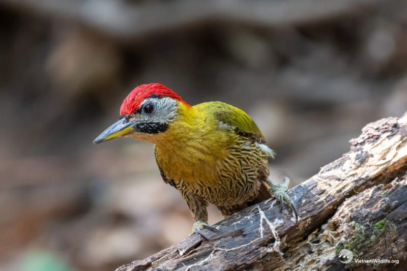 rotmaulspecht (blythipicus pyrrhotis) - auffällig durch seine unverwechselbaren, leuchtenden farben