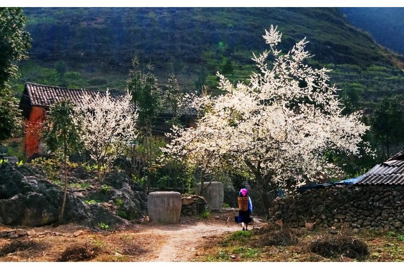 schöne saison für buchweizenblüten
