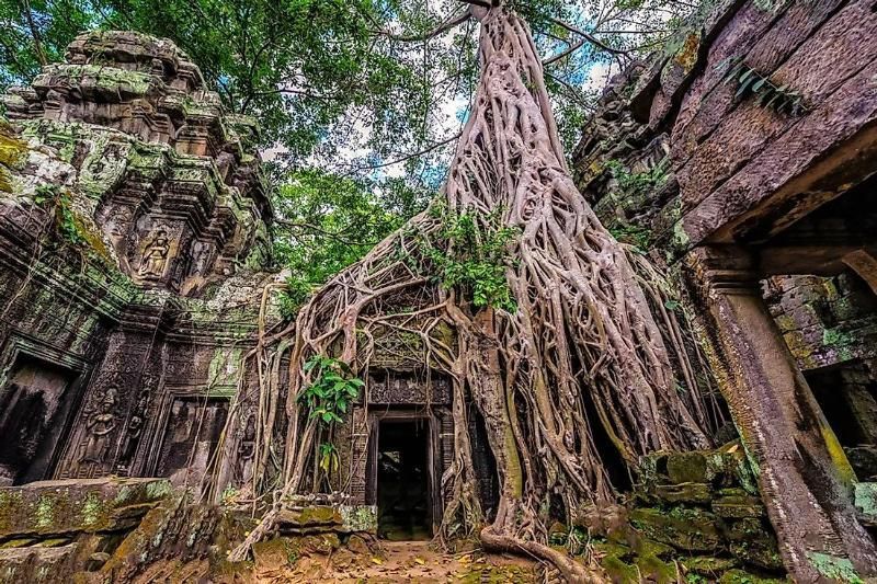 ta prohm tempel in siemreap kambodscha