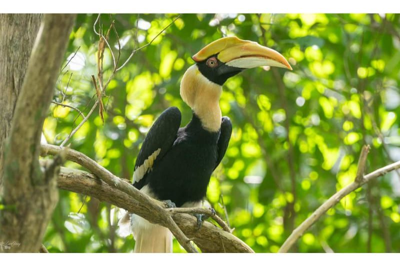 zweihornhornhornvogel (buceros bicornis) - ein majestätischer vogel mit leuchtendem gefieder und beeindruckendem schnabel