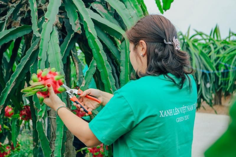 pitaya-ernte mit den einheimischen in binh thuan