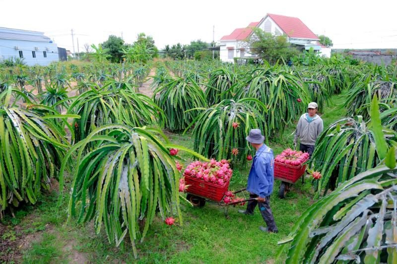 pitaya-garten in binh thuan