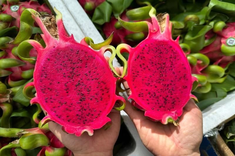 rote drachenfrucht mit rotem fruchtfleisch aus vietnam