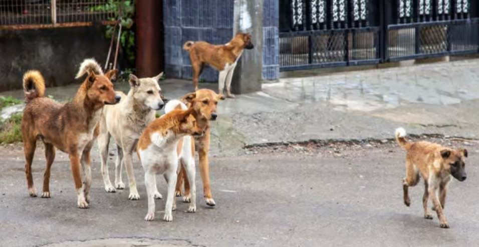 gefährliche tiere in vietnam - katzen und hunde