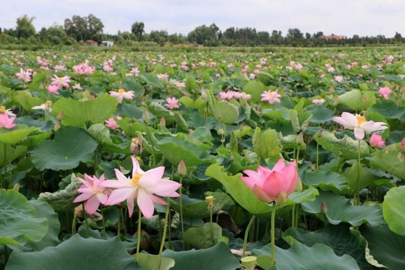 Die Lotusfelder von Dong Thap, Vietnam