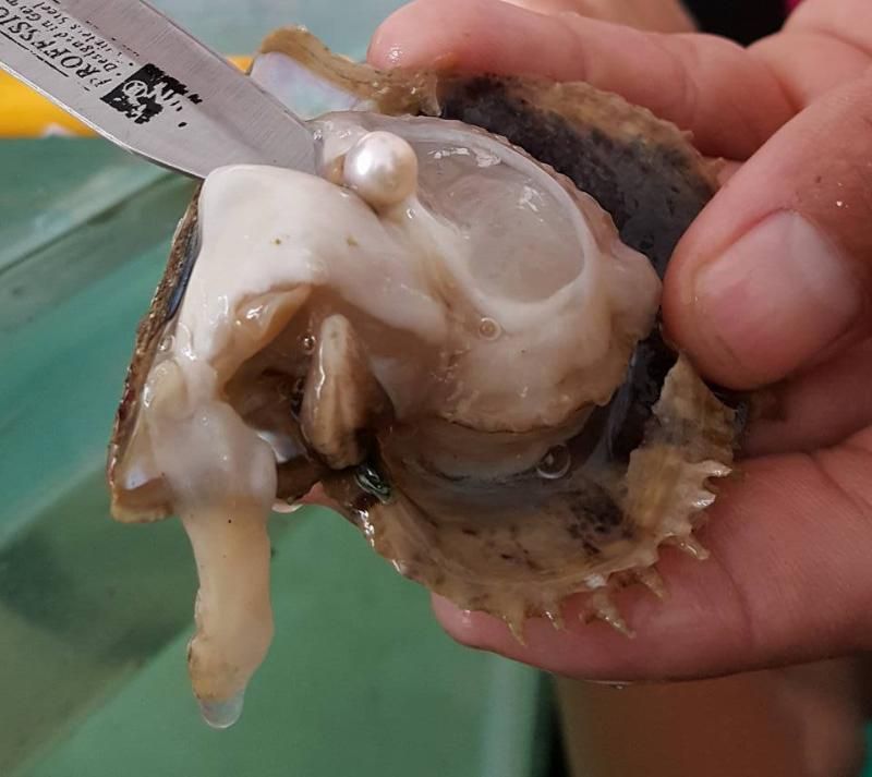 Die Perle befindet sich im Inneren der Muschel der Perlenauster