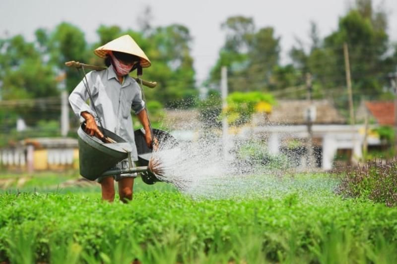 die Schönheit der Arbeit in den Gemüse-Dörfern von Tra Que, Hoi An (Quelle: Vinwonder)