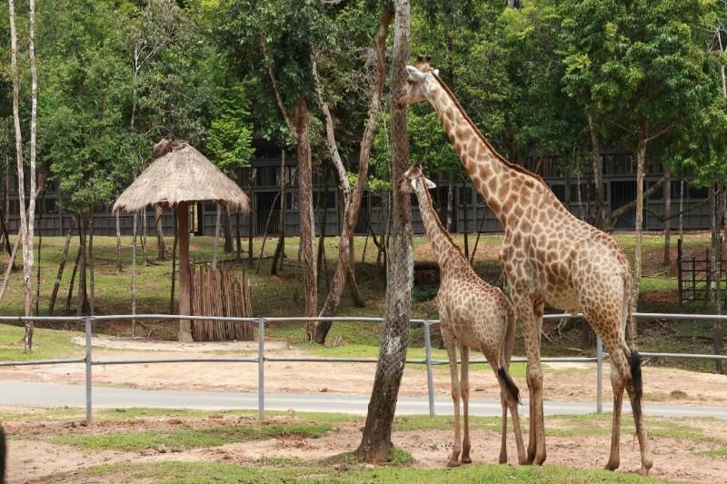 Giraffe in der halbnatürlichen Zone (Hieu Tuyen)