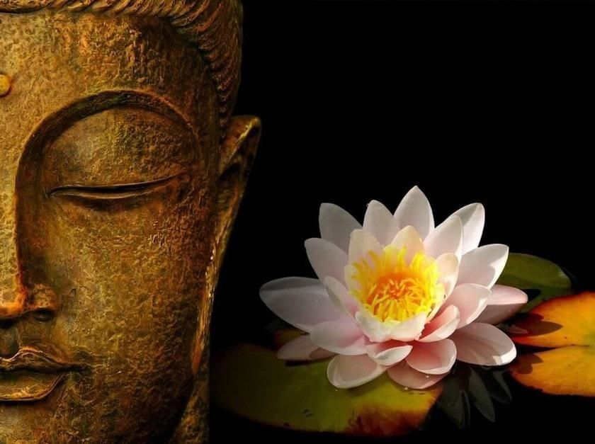 Lotosblumen: eine emblematische Blume in der vietnamesischen Kultur