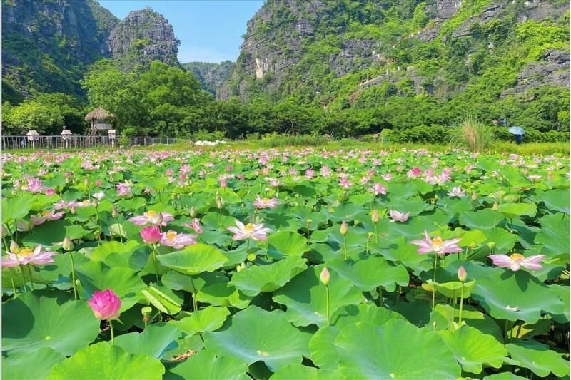 Lotusblumen blühen in Ninh Binh (Quelle: Zeitung Lao Dong)