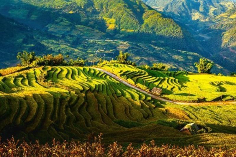 Reisfeld in Ninh Binh - baochinhphu