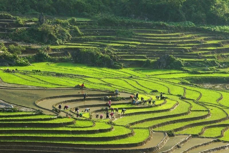 Die Schönheit von Lao Chải und Tả Van (Bildquelle: Internet)