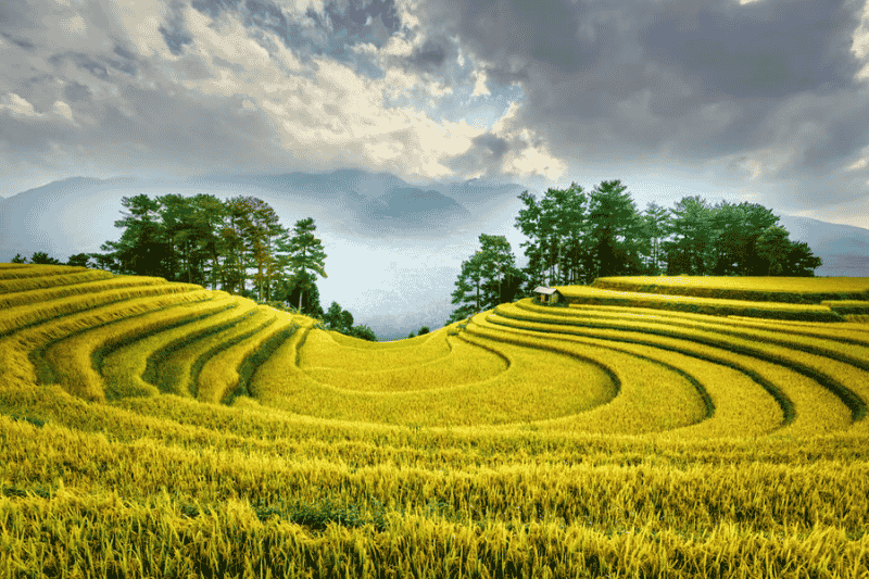 die spektakulären reisterrassen von mù cang chải in yên bái, vietnam, unter einem eindrucksvollen wolkenhimmel (quelle quang nguyen vinh - pexels)