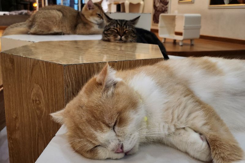 Katzen-Café – Eines der bekanntesten Cafés Saigons – Quelle: Marine Denis