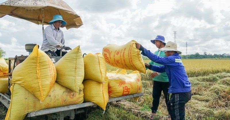 Reisernte bei den Landwirten im Mekongdelta (Bildquelle: Zeitung Lao Động)