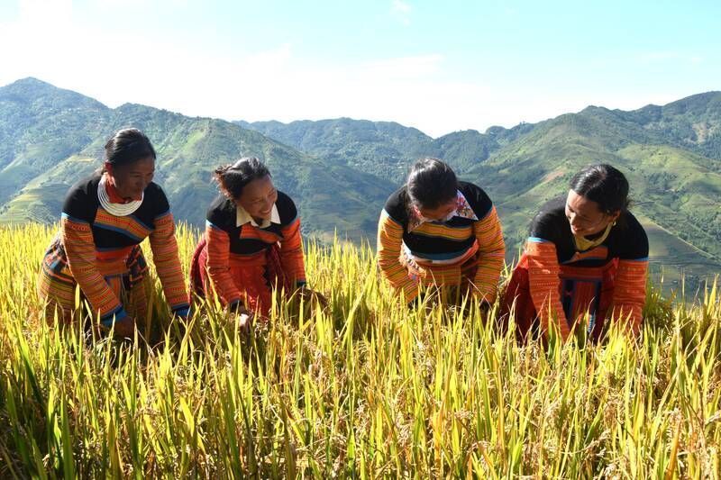 Traditionelle Reisernte in Vietnam (Bildquelle: Zeitung Lao Động)